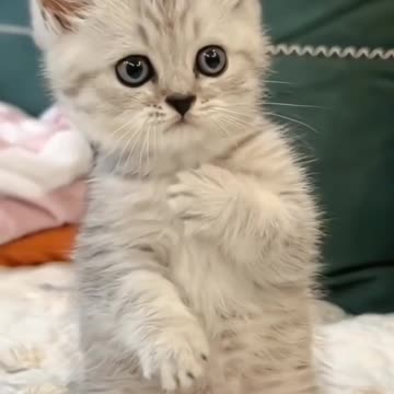 Kittecat Video and Cute Cat Video