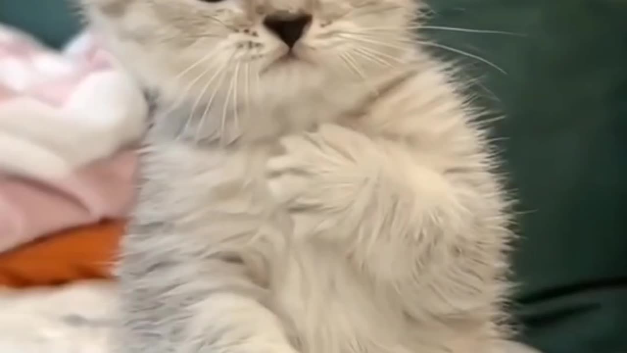 Kittecat Video and Cute Cat Video