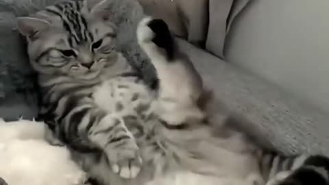 Funny cute cat