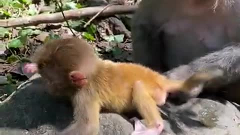 Cute Monkey China & Funny Love monkey| Animals Love #Short (321)