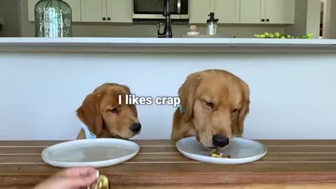 Funny Dog Reviews Food With Little Brother