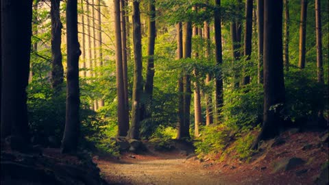 Relaxing Piano Music Stress Relief and Meditation 2021