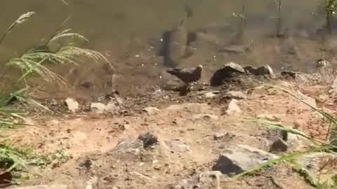 Fish catching Bird Unbeliveable
