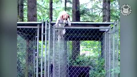 Pet Escape Artists - Funny Pet Video Compilation - The Pet Collective