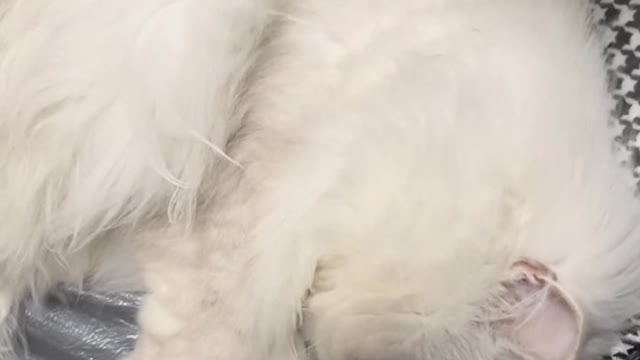 I like cats