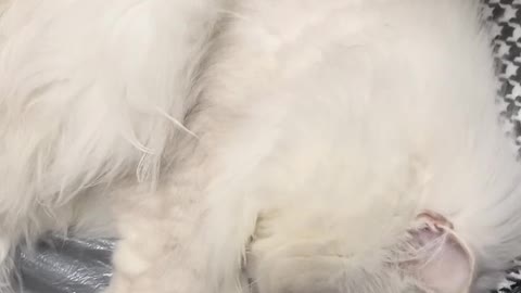 I like cats