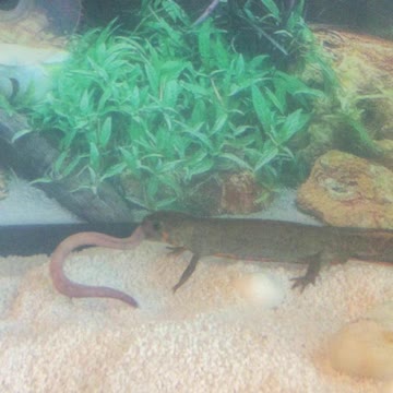 Newt swallowing a whole earth worm!