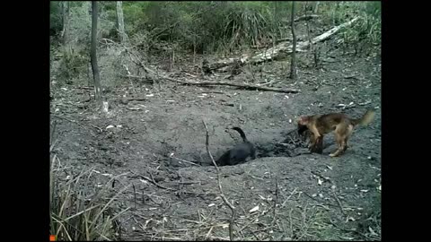 Wild Dogs