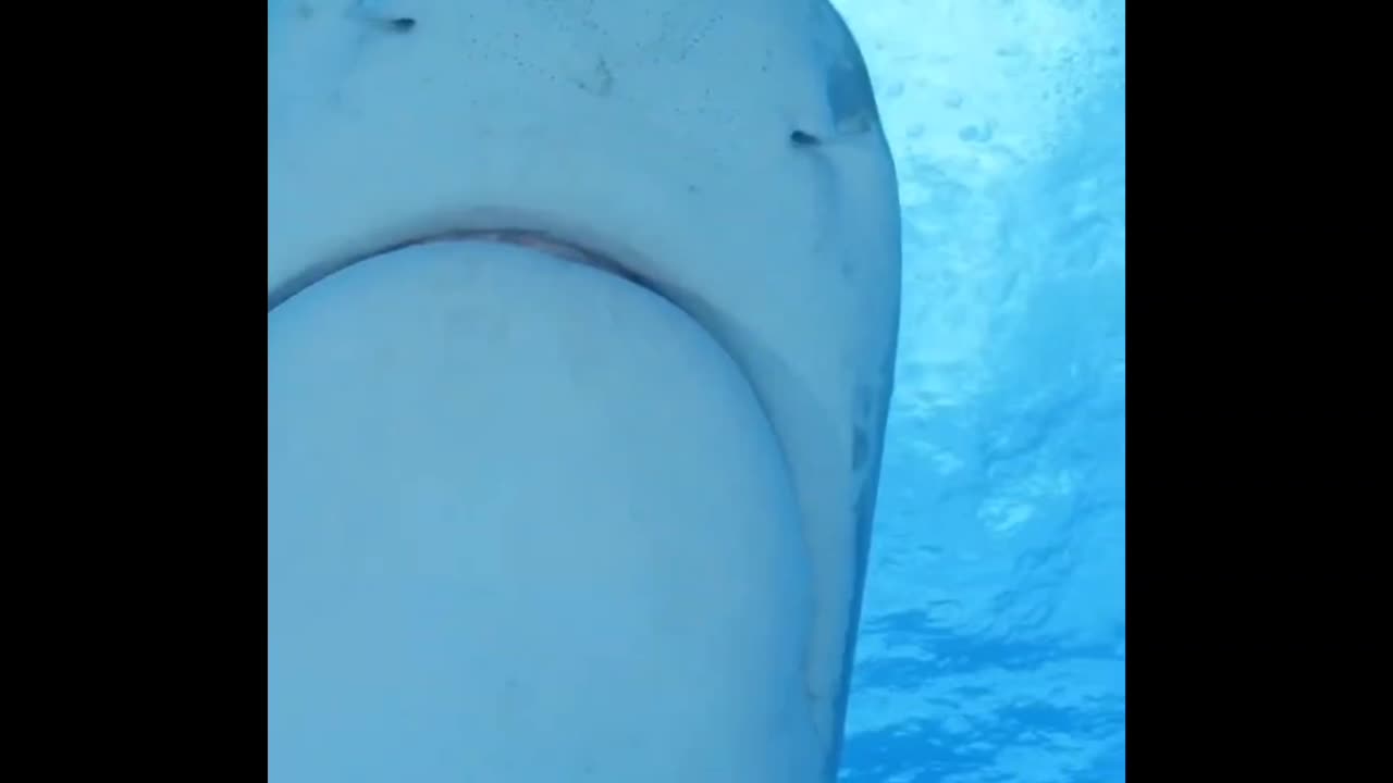 Tiger Shark smile