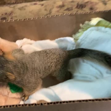 Bobby Squirrel from the beginning pt 1