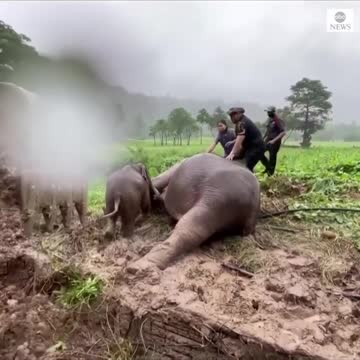 Elephant and CALF saved in dramatic rescue from manhole in Thailand