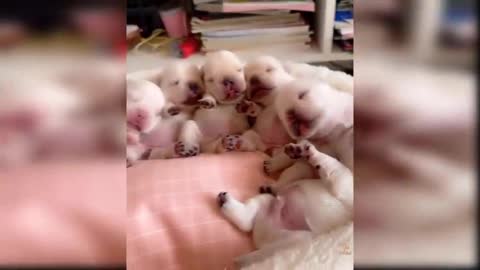 SO Beautiful baby dog 🐕 baby funny dog videos