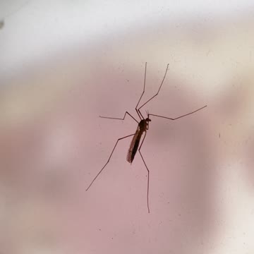 The biggest mosquito 🦟 what I saw