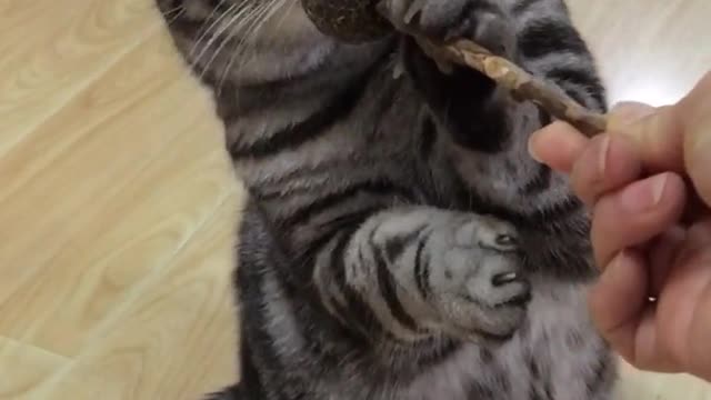 Play with cute kittens