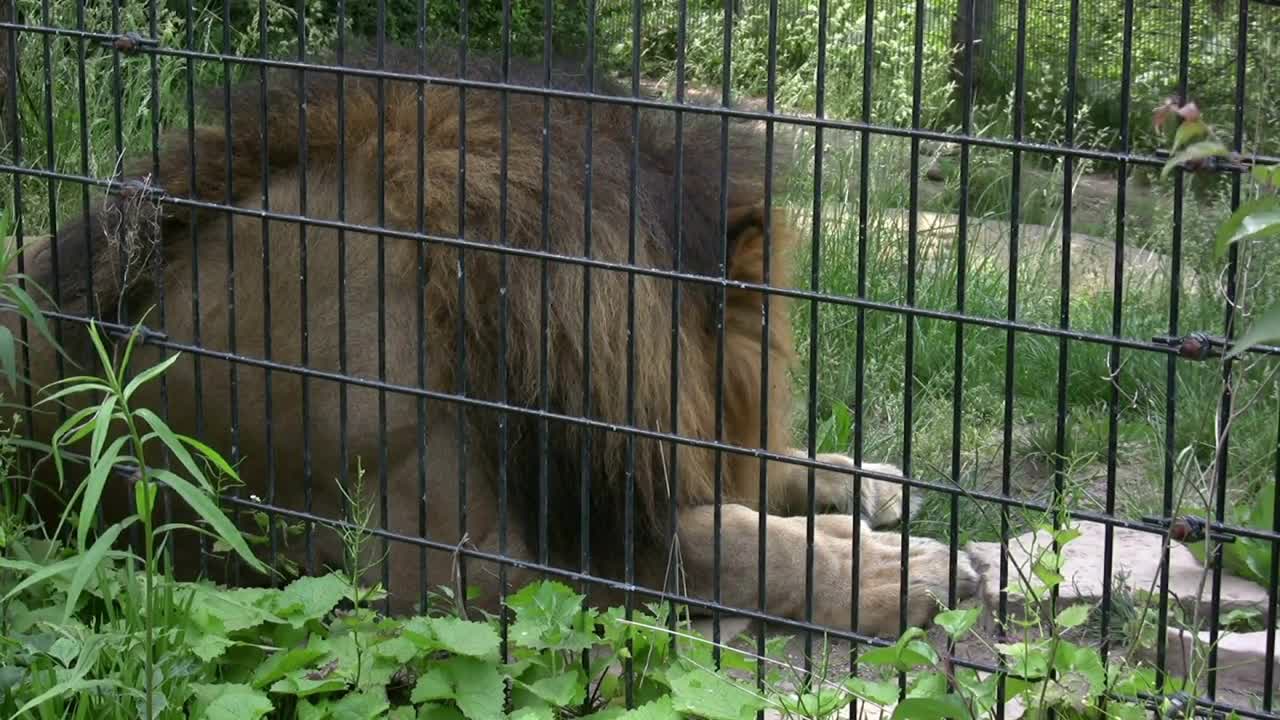 Lions Back Up against Fence