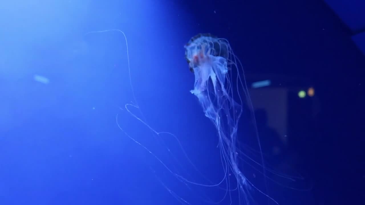 Um Grupo De Medusas Nadando Debaixo D'água Em Exibição Em Um Aquário