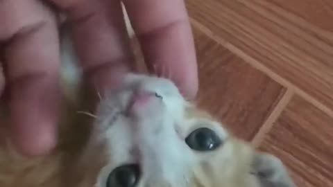 Funny Dogs, Cats and Animals Videos TRY Not to Laugh! # 61!