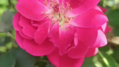 Roses editing