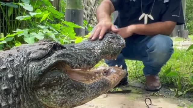 WHEN YOUR BEST FRIEND IS AN ALLIGATOR
