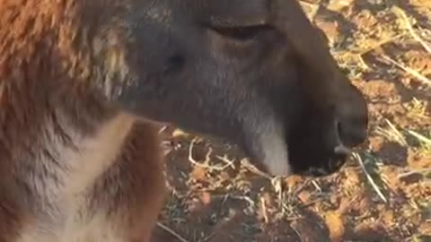 Kangaroo Eats a Carrot