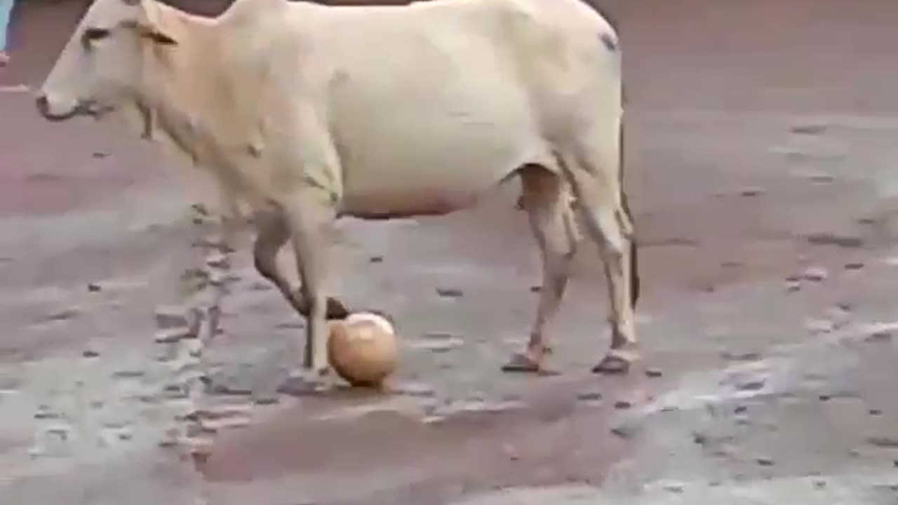 Funny video of cow with football .......