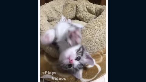 Funny cat videos 2022