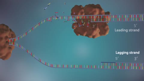 DNA Replication