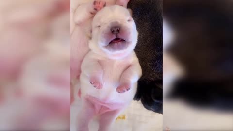 So cute baby puppy fall in sleeping - cutest and adorable video