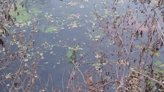 Swamp Rat At Cibolo Creek (Nutria)