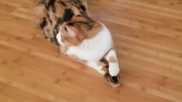 Cat and chick famous video | Cat loving to her chick