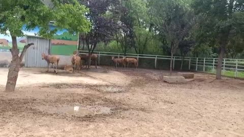 A group of deer are playing together