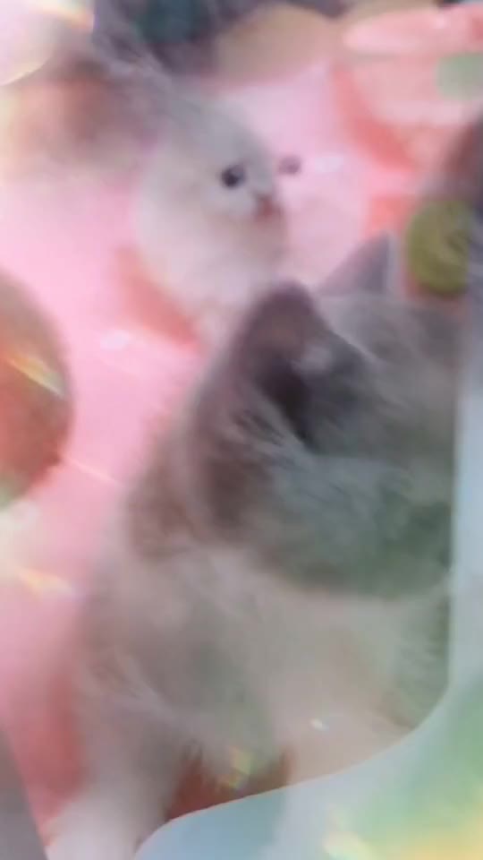 How Many Puppies Are There?