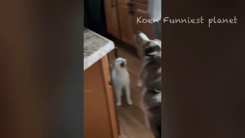 Funny animal video