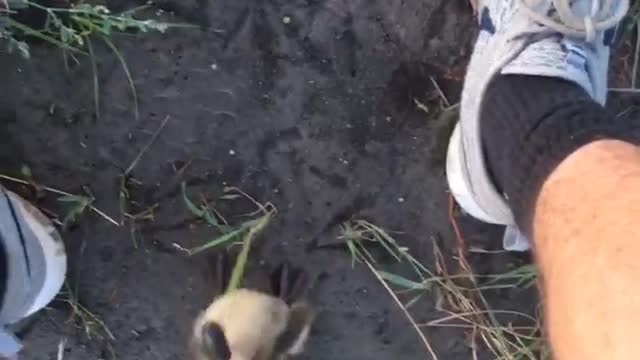 Duckling Hesitates to Leave Rescuers