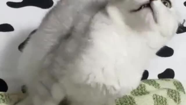 The cat did not eat the food on his lips