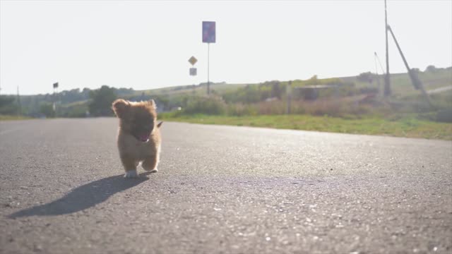 Beautiful puppy walking in the street