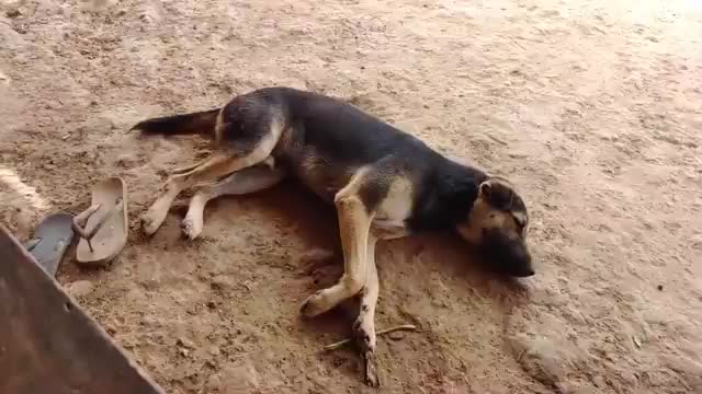 Tiger Prank Dog So Funny Comedy Video 2021