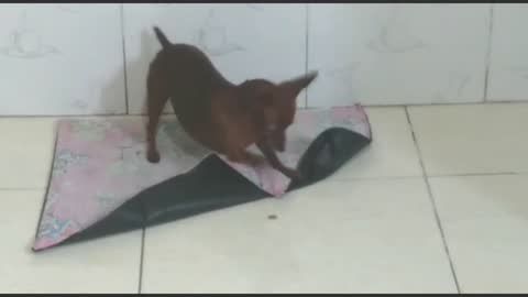 Pinscher play with their food before eating it...