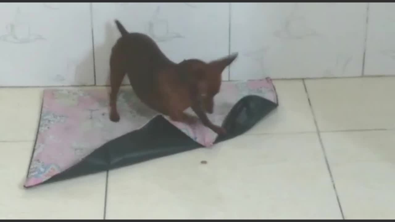 Pinscher play with their food before eating it...