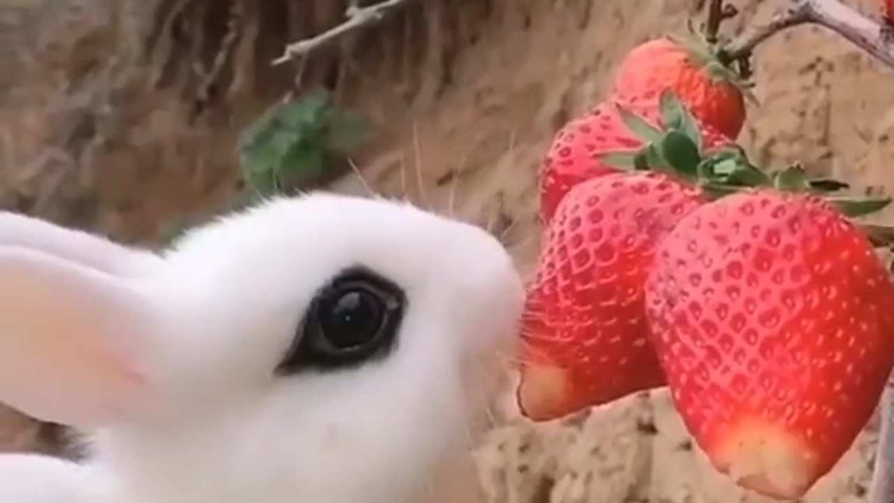 Cute Rabbit