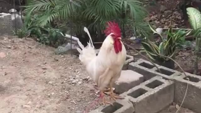 3.Chicken Stepping on the Rock