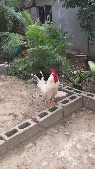 3.Chicken Stepping on the Rock