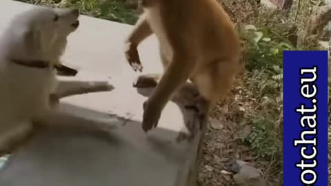 Barking dog gets seriously Monkey handled