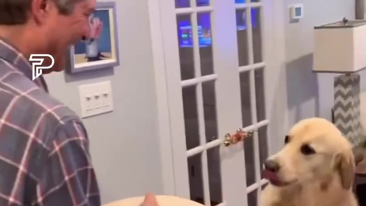 Dog in tik tok is it viral😨😨