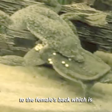 Babies Born On The Back In The Amazon!