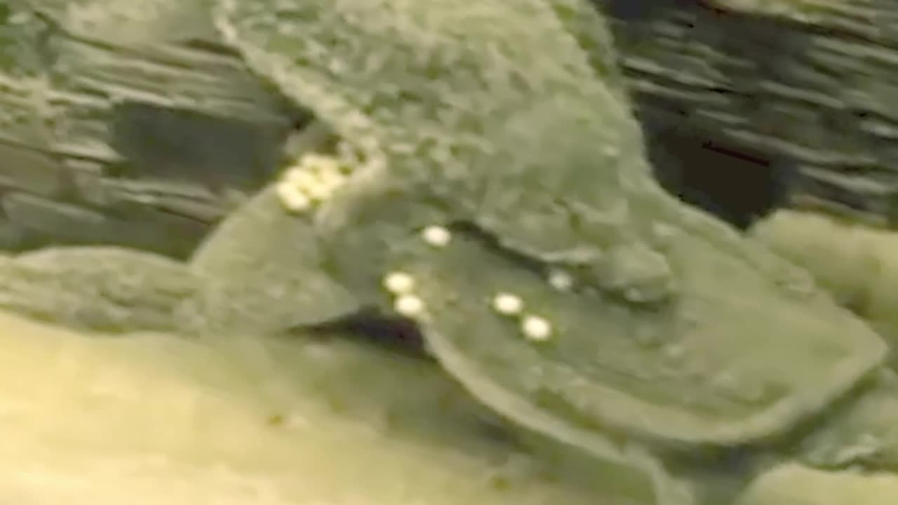 Babies Born On The Back In The Amazon!