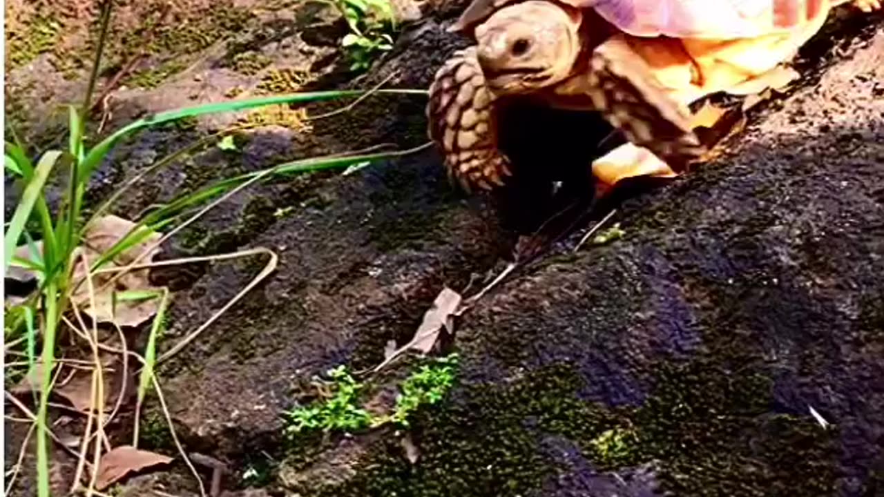 Funny turtle with Instagram challenge😅😂