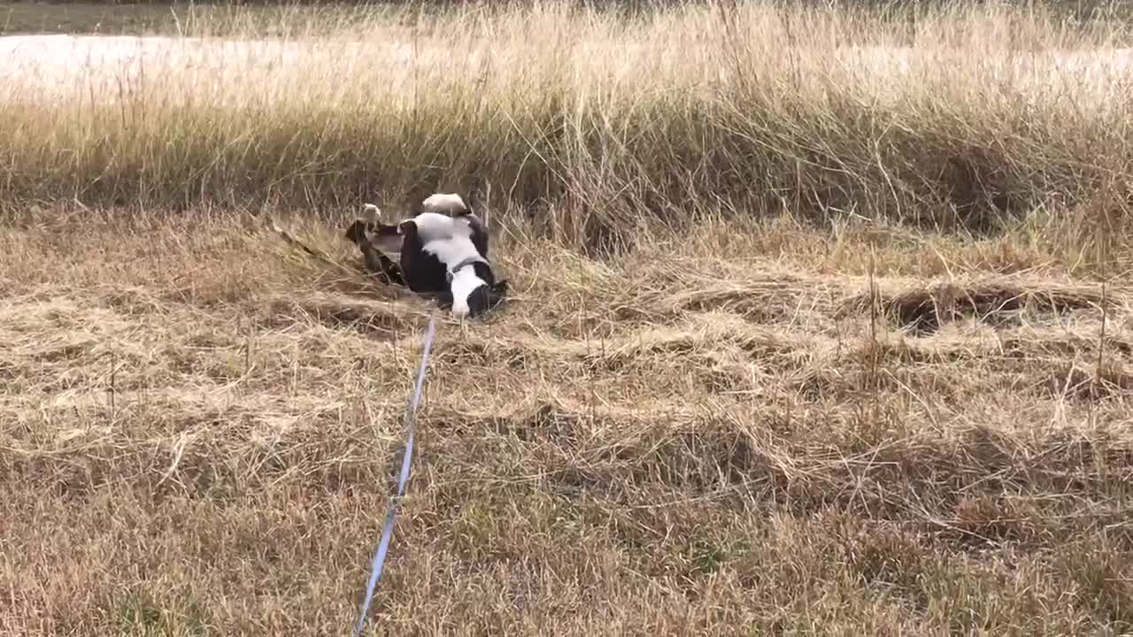 Rolling in the hay