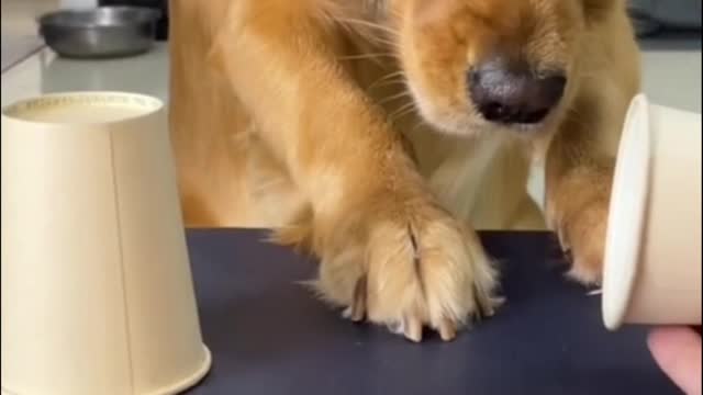 Funny Dog