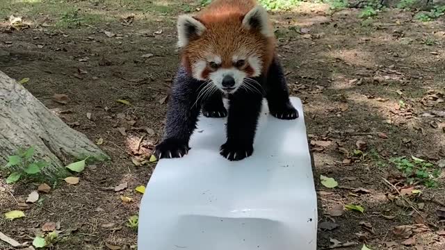 The red panda